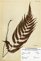 藏品(假蹄蓋蕨)的圖片